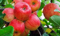ATL Fruits